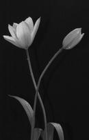BW5206Tulip (Tulipa spp).